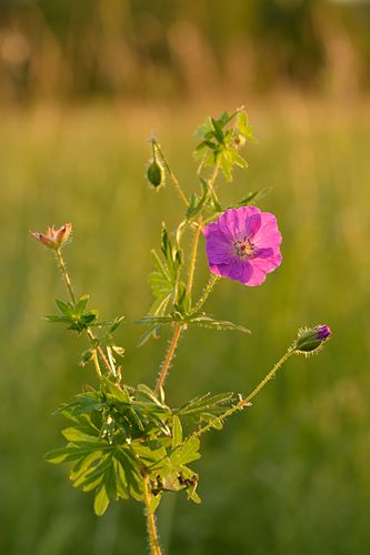 Geranium sanguineum